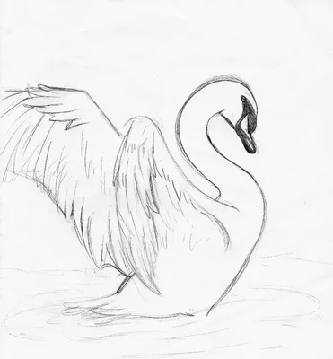 Рисунок лебедь для детей - 51 фото