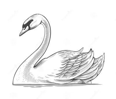 Живой рисунок лебедя по озеру,на …» — создано в Шедевруме