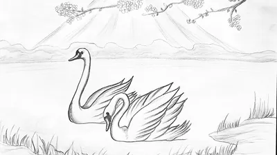 Рисунок лебедей легко поэтапно (49 фото) » рисунки для срисовки на  Газ-квас.ком