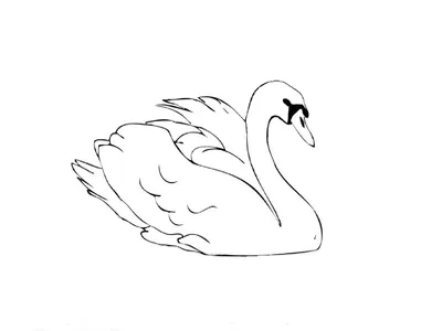 Рисунок лебедя для срисовки - 60 фото