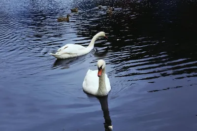 Пара лебедей на пруду, формируя сердце Стоковое Изображение - изображение  насчитывающей бобра, пруд: 202977843