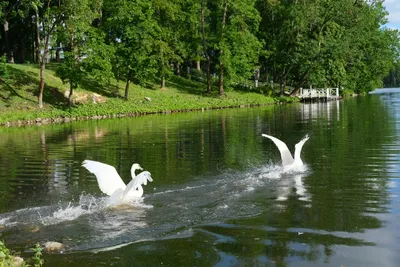 В московских парках рассказали, куда пропадают лебеди с приходом холодов –  Москва 24, 28.10.2020
