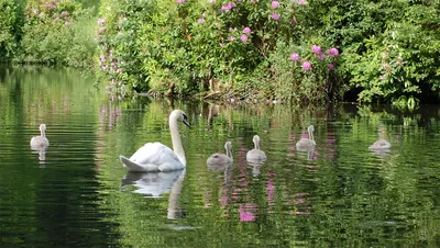 Белые лебеди на пруду» — создано в Шедевруме