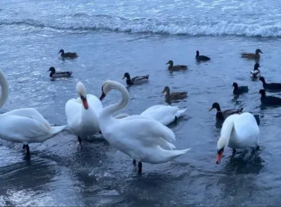 В Большой пруд Пискарёвского кладбище выпустили пару лебедей — видео
