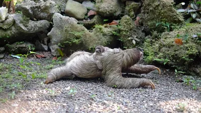 Три ленивца умерли от холода во время остановки в аэропорту | РБК Life