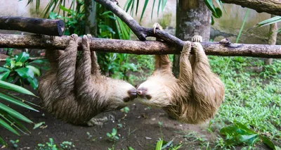 Два ленивца мужского и женского …» — создано в Шедевруме