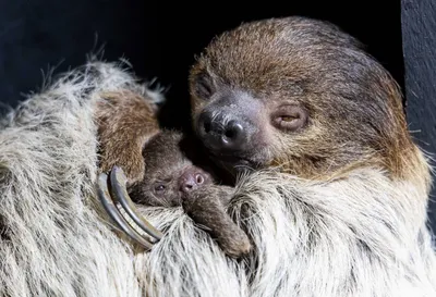 В парке дикой природы Фота «Wildlife» родился детеныш ленивца и Вы можете  деть ему имя