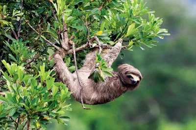 иллюстрация ленивца, висящего на ветке дерева Иллюстрация штока -  иллюстрации насчитывающей акварель, млекопитающее: 223790821