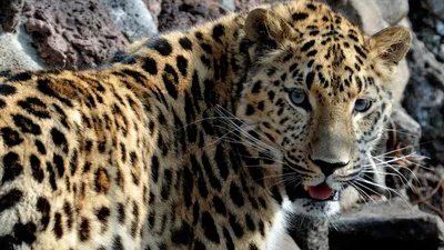 В Приморье отловили малыша леопарда, зараженного паразитами - KP.RU
