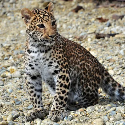 В Минприроды утвердили стратегию сохранения дальневосточного леопарда |  Ветеринария и жизнь