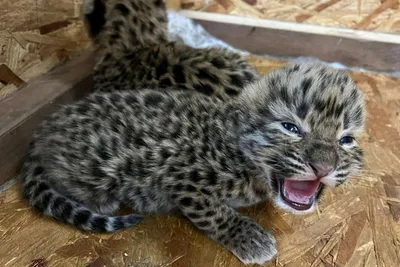 Дальневосточные леопарды: самые редкие кошки на планете