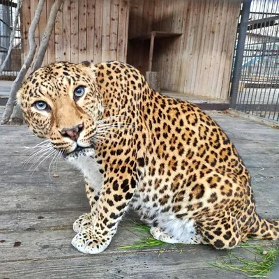 В Приморье котенка леопарда нашли на автомобильном мосту - Газета.Ru |  Новости