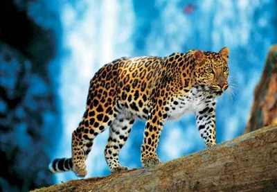 Портрет Леопарда - закрывайте лицо леопарда Стоковое Изображение -  изображение насчитывающей развилки, одиночка: 179886167