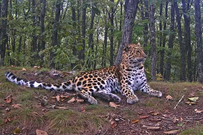 На Северный Кавказ вернулись дикие леопарды из Ирана и Туркмении -  Российская газета