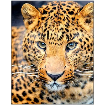 Национальный парк «Земля леопарда» — где находится, сайт, фото, экскурсии