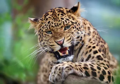 Закат Леопарда На Дереве — стоковые фотографии и другие картинки Леопард -  Леопард, Танзания, Животное - iStock