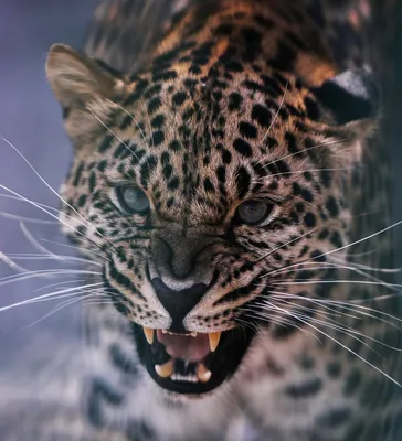 Дальневосточный леопард \"спел\" на камеру в приморском нацпарке (видео) -  UssurMedia.ru