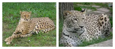 Скачать обои \"Леопарды\" на телефон в высоком качестве, вертикальные  картинки \"Леопарды\" бесплатно