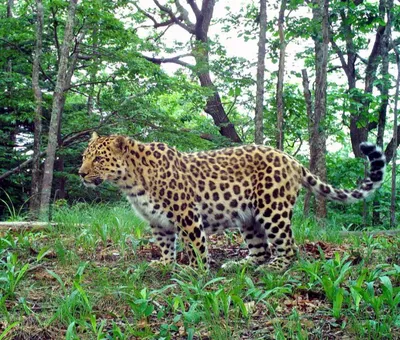Переднеазиатских леопардов в Азербайджане стало больше