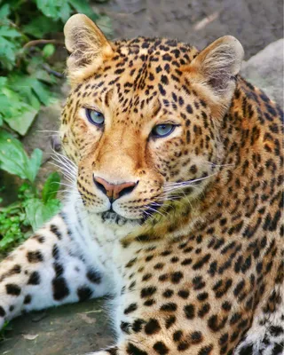 Земля леопарда\" - родной дом дальневосточных леопардов | Пикабу