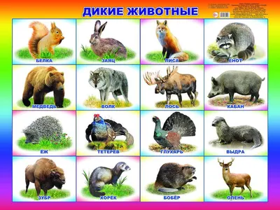 мелкие животные дикого леса картинки: 6 тыс изображений найдено в  Яндекс.Картинках | Дикие животные, Животные, Дикие