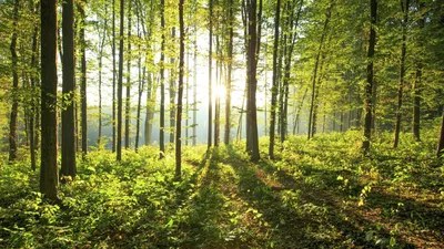 Ученые ведут исследование для создания леса нового поколения - РИА Новости,  23.11.2020
