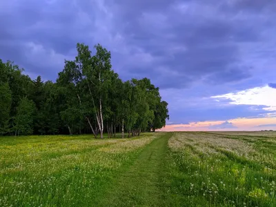 Лес в тумане\" Фотообои на стену фон из густого леса. Купить.