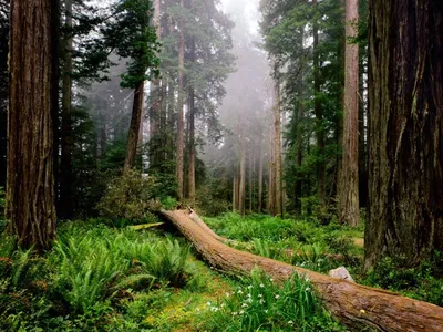 🏛️ Самые интересные и загадочные леса мира — ТОП-10 | Smapse