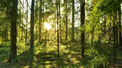 Что такое Дикий Лес | Лесной Кемпинг | Дзен