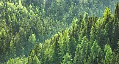 Что такое нормальный лес? Диалог в семи вопросах и ответах - Відкритий ліс