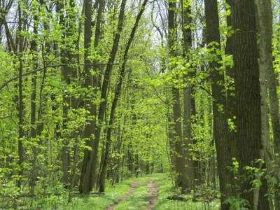 Сохранение лесов - Национальный проект Экология