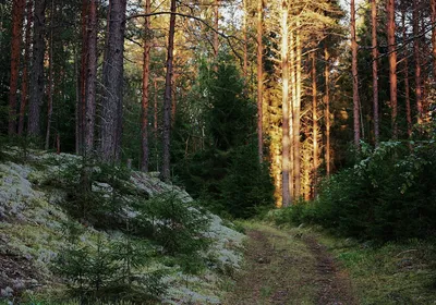 Картинки леса фотографии