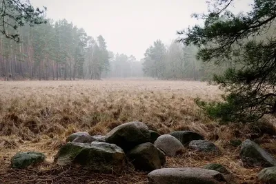 Вепсский лес - природный парк в Ленинградской области