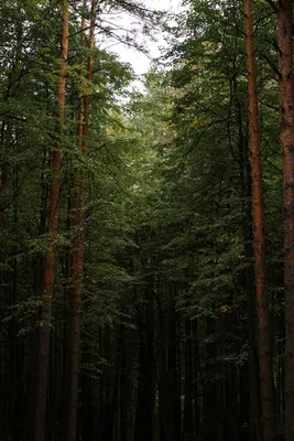 Сколько CO₂ поглощают российские леса и сколько они еще могут поглотить?