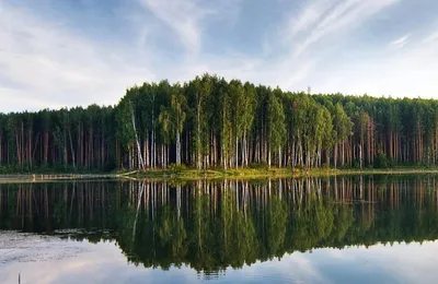 Венский лес: описание, адрес, время и режим работы 2024