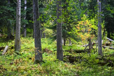 Красивый фон леса с лучами солнца. Ландшафт в лесу Стоковое Фото -  изображение насчитывающей ландшафт, день: 197788888