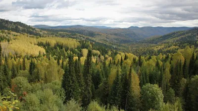 В Удмуртии восстановят более девяти тысяч гектаров леса - РИА Новости,  07.10.2021