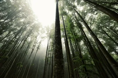 Защита леса – Телеханский лесхоз