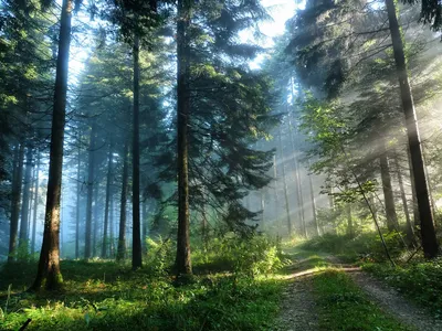 Российские леса постоянно горят, но их биомасса рекордно выросла. Что из  этого следует? » - Сделано у нас
