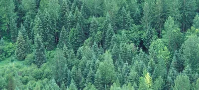 Леса помогают бороться с изменением климата | Новости ООН