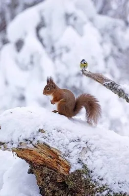 Лесные звери зимой - фото и картинки: 78 штук