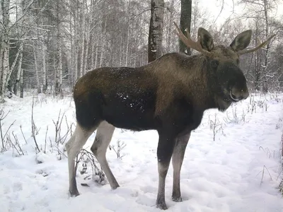 Лесные звери зимой
