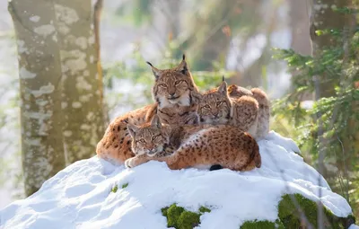 Зимующие животные в лесу - 78 фото