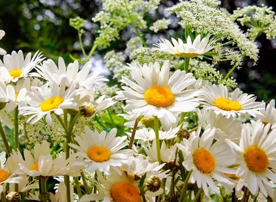 Красивые картинки лето цветы - 76 фото