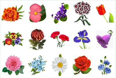 Летние цветы. Красивые букеты летних цветов от Lotlike.ru