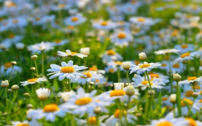 Самые красивые цветы лета (100 фото) 🔥 Прикольные картинки и юмор