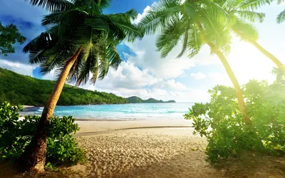 Пальмы, Пляж, Море, Дельфин, Чайки, Лето, Солнце, Отпуск, png | PNGWing