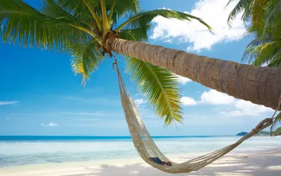 Лето, небо, Море и пальма - обои на рабочий стол
