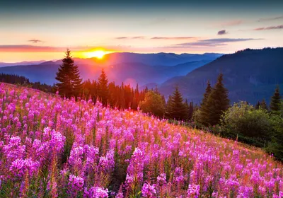 природа горы лето свет солнца лес цветы фото позитив красиво HD обои для  ноутбука | Пейзажи, Живописные пейзажи, Идеи озеленения