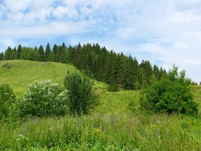 Лес Природа Лето - Бесплатное фото на Pixabay - Pixabay